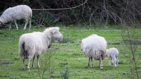 Slow-motion-shot-of-ewe-calling-and-waiting-for-her-baby-while-another-mother-sheep-and-lamb-walk-past-her-in-Sardinia,-Italy