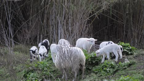 Slow-motion-shot-of-cute-flock-of-lambs-playing-and-grazing-near-ewe-outside-in-Sardinia,-Italy