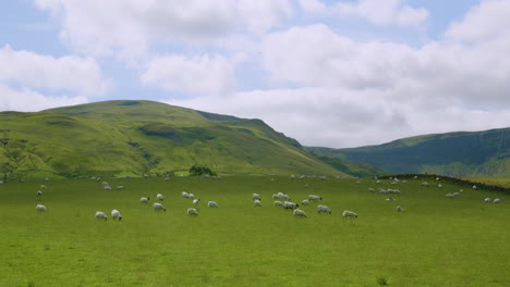 Sheep-on-pasture