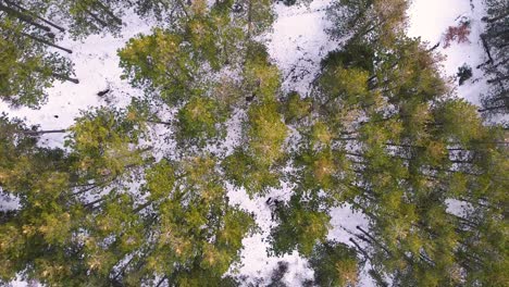 Evergreen-trees-in-winter-drone-shot