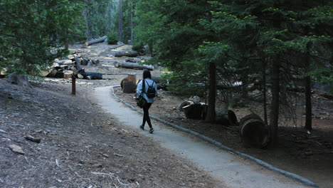 Back-view-of-tourist-woman-walking-at-trail-of-100-Giants-in-Sequoia-National-Forest,-California
