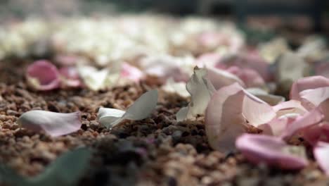 Fresh-Rose-Petals-Scattered-On-The-Pebbled-Ground-At-Wedding-Ceremony---Low-Level-Shot,-Rack-Focus