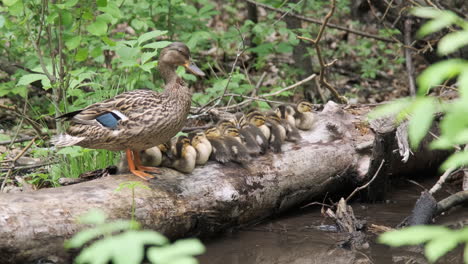 Mother-Duck-Pruning-Feathers-With-Baby-Ducklings