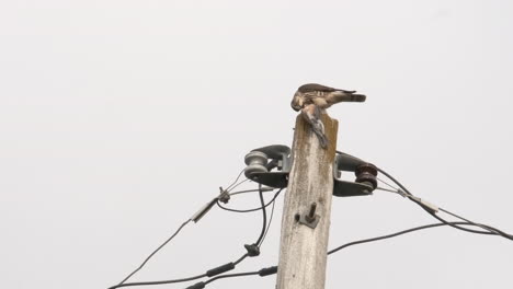 Merlinfalke-Betvogel,-Der-Einen-Kleineren-Vogel-Auf-Einem-Telefonmast-Frisst