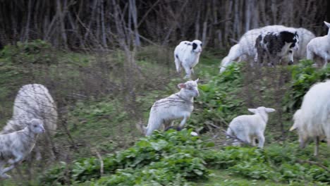 Slow-motion-shot-of-playful,-energetic-flock-of-young-lambs-jumping-and-running-after-each-other-outside-in-Sardinia,-Italy