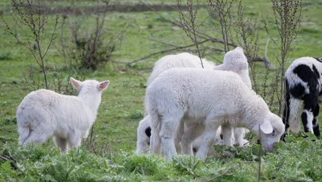 Slow-motion-shot-of-cute-flock-of-young-lambs-grazing-together-in-Sardinia,-Italy