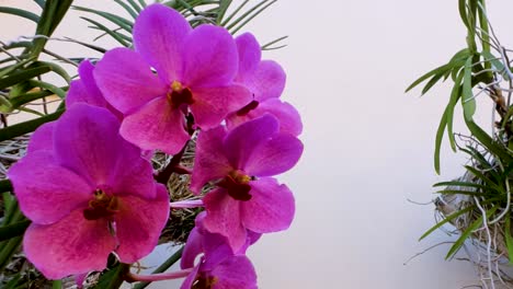 Nahaufnahme-Einer-Schönen-Rosafarbenen-Blume,-Die-Auf-Ihrer-Pflanze-Schwingt