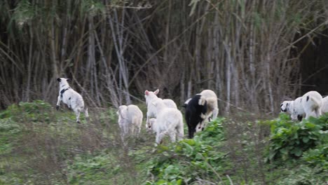 Slow-motion-shot-of-cute-and-playful-flock-of-lambs-jumping-and-running-after-each-other-in-Sardinia,-Italy