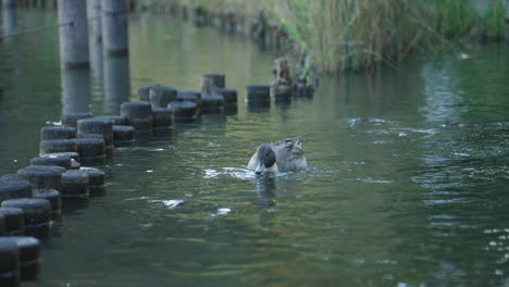 Nördliche-Pintail-Ente,-Die-Mit-Fischen-Auf-Dem-Fluss-Trinkt-Und-Schwimmt