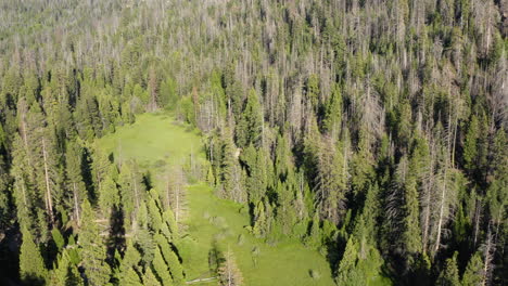 Blick-Aus-Der-Luft-Nach-Unten-Aufsteigend-über-Gigantische-Bäume-Des-Sequoia-National-Forest,-Kalifornien