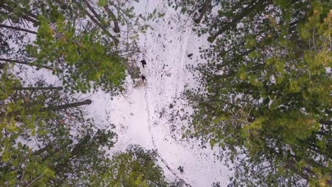 Runners-running-through-forest-on-snow-in-winter-drone-shot