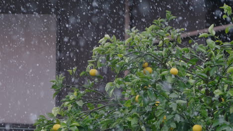 Heavy-Falling-Snow-With-Yuzu-Citrus-Fruit-Tree-In-Background-During-Daytime-In-Tokyo,-Japan