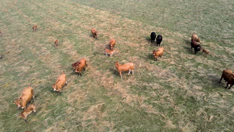Aerial-close-view-of-a-herd-of-cows-on-a-green-meadow