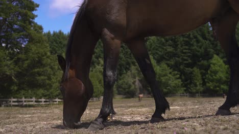 4K-Closeup-of-cute-brown-horse-eating-grass-in-farm-daylight