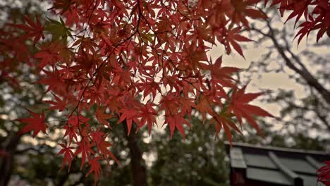 Colorful-Maple-Leaves-On-Tree-Branches-In-The-Forest-During-Fall-Season