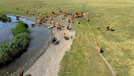 Aerial-view-of-a-big-herd-of-cows-drinking-water-from-the-pond