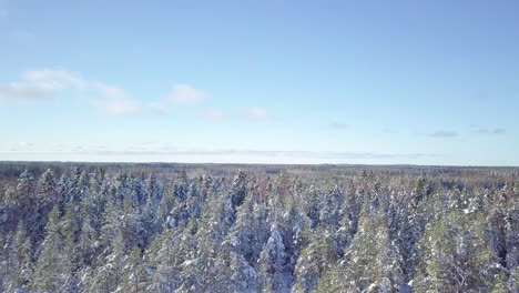 Snow-capped-pine-tree-forest-near-Vaasa-city,-Finland