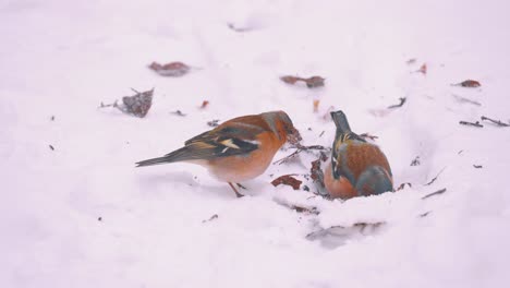 Zwei-Kleine-Bunte-Vögel,-Die-Durch-Den-Winterschnee-Nach-Nahrung-Suchen