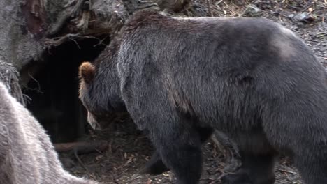 Two-black-bears-standing-near-the-den-where-they-live