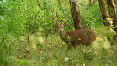 Indian-Hog-Deer,-Hyelaphus-porcinus,-4K-footage,-Huai-Kha-Kaeng-Wildlife-Sanctuary