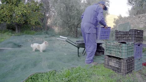 Typical-Spanish-farmer-harvesting-olives-and-stacking-crates-with-his-dog
