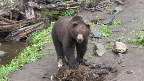 Black-bear-walking-slowly-along-the-riverbank-in-Alaska