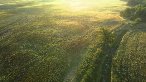 Aerial-shot-over-a-foggy-meadow-with-golden-sunbeams-at-dawn