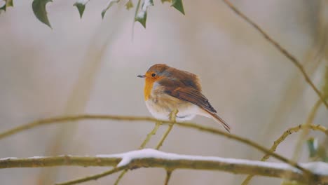 Lone-Robin-Perched-On-Snow-Covered-Branch