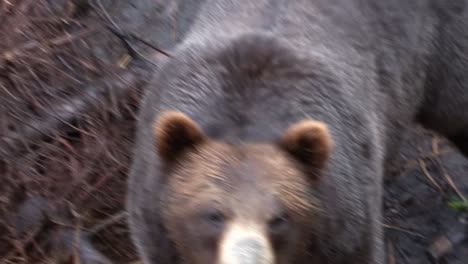 Two-black-bears-in-the-wilderness-of-Alaska