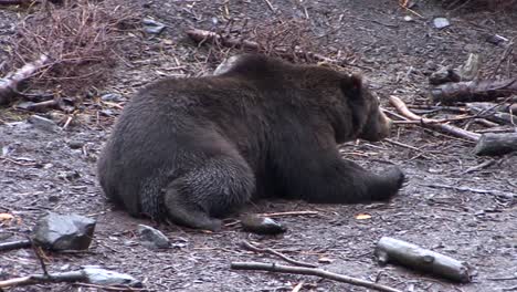 Black-bear-lying-down-to-rest,-in-a-rainy-day