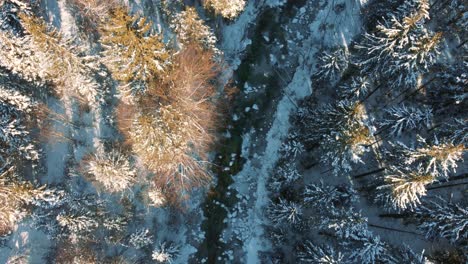 4K-aerial-drone-flight-moving-above-snowy-tree-tops-and-a-little-mountain-river-in-a-dreamy-forest-in-winter-in-Bavaria,-Germany