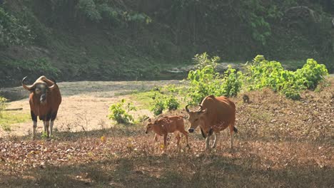 Banteng,-Bos-javanicus,-4K-footage,-Huai-Kha-Kaeng-Wildlife-Sanctuary,-Thailand