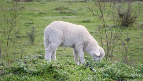 Slow-motion-shot-of-cute-little-white-lamb-grazing-in-Sardinia,-Italy