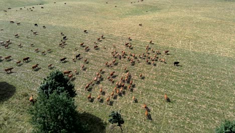 Aerial-view-of-a-big-herd-of-cows-on-a-green-pasture-in-the-summer