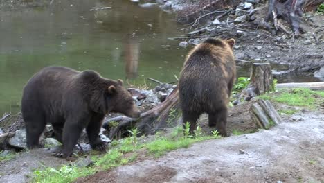 Angry-Black-Bears-fighting-on-a-rainy-day-in-Alaska