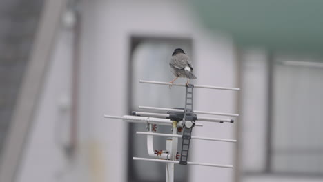 Dusky-Thrush-Bird-Perching-On-A-Yagi-uda-Antenna