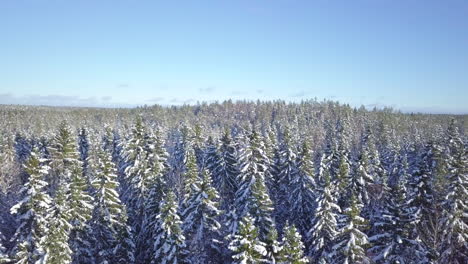 Pine-tree-forest-top-covered-in-snow-on-beautiful-and-clear-winter-day