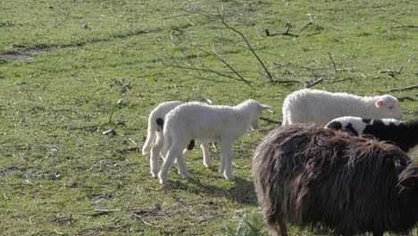 Slow-motion-shot-of-spotted-and-white-lambs-joining-ewes-chewing-leaves-in-Sardinia,-Italy