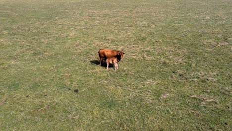 Aerial-shot-of-a-cow-feeding-the-calf-on-a-meadow