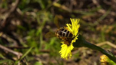Biene-Sammelt-Nektar-Auf-Gelber-Blume-Im-Frühling,-Makroinsekt-In-Der-Nähe