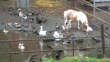 A-pony,-ducks-and-geese-on-a-small-farm-in-Alaska