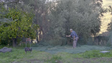 Typical-Spanish-man-harvesting-olives-with-his-dog-and-old-tools