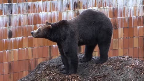 Black-bear-slowly-coming-down-from-a-mound-of-earth-on-a-rainy-day