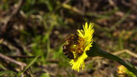 Honigbiene-Saugt-Im-Frühjahr-Nektar-Aus-Gelber-Blume,-Isoliertes-Insekt,-Makroaufnahme