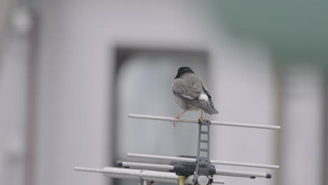 Close-Up-View-Of-A-Dusky-Thrush-Bird-Sitting-On-A-Yagi-Uda-Antenna-Near-Tokyo,-Japan---static-shot