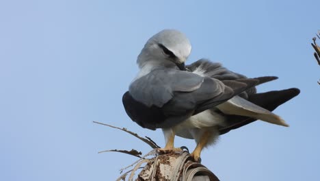 Black-winged-kite-searching-for-food-