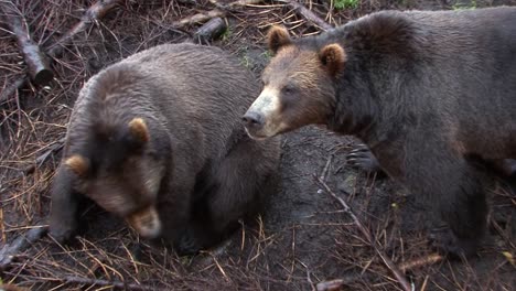 Close-shot-of-two-Black-Bears-on-a-rainy-day
