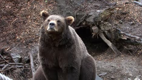 Nervous-and-very-threatening-Black-Bear-roaring
