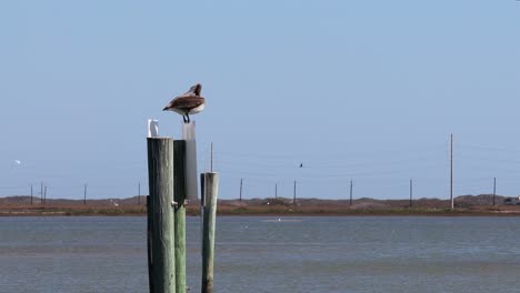 Brown-Pelican-resting-on-top-of-piling-in-the-middle-of-Packery-Channel-at-North-Padre-Island,-Texas