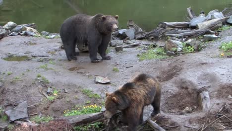 Black-bears-fighting-on-a-rainy-day-in-Alaska